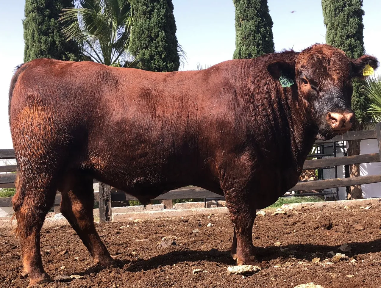 Bieber LR Atomic A401G